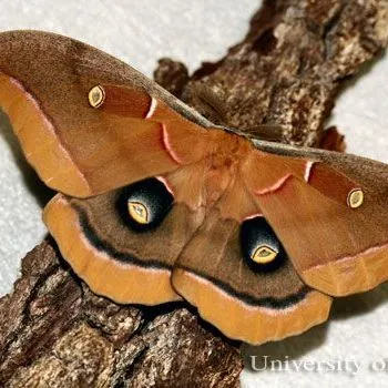 thumbnail for publication: Polyphemus Moth Antheraea polyphemus (Cramer) (Insecta: Lepidoptera: Saturniidae: Saturniinae)